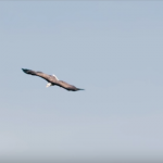 Auburn Tigers 2018 - An Eagle's Call